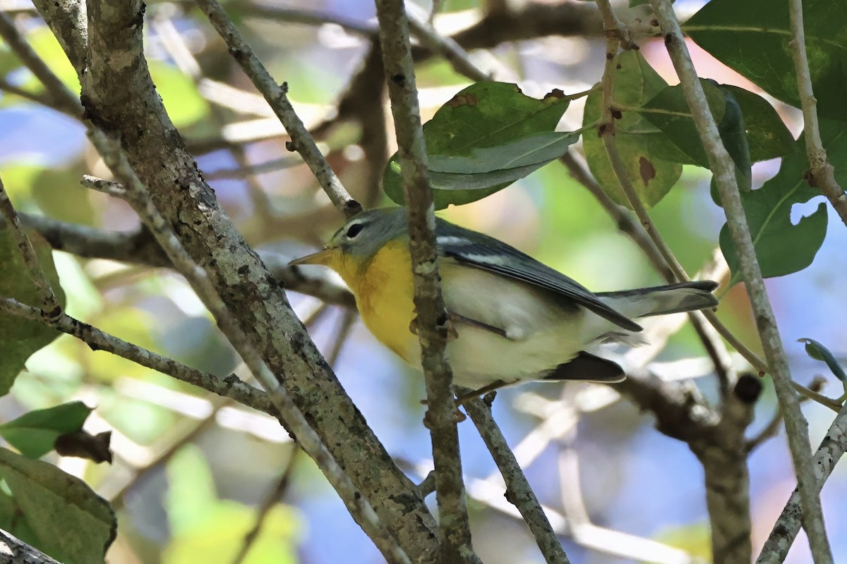 stryparula - ML644631433