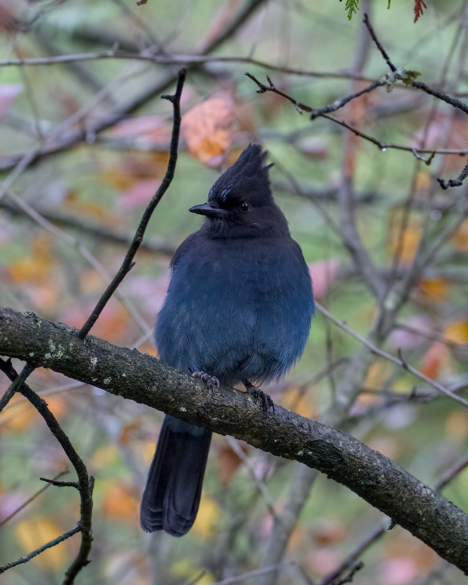 Steller's Jay (Coastal) - ML644631434