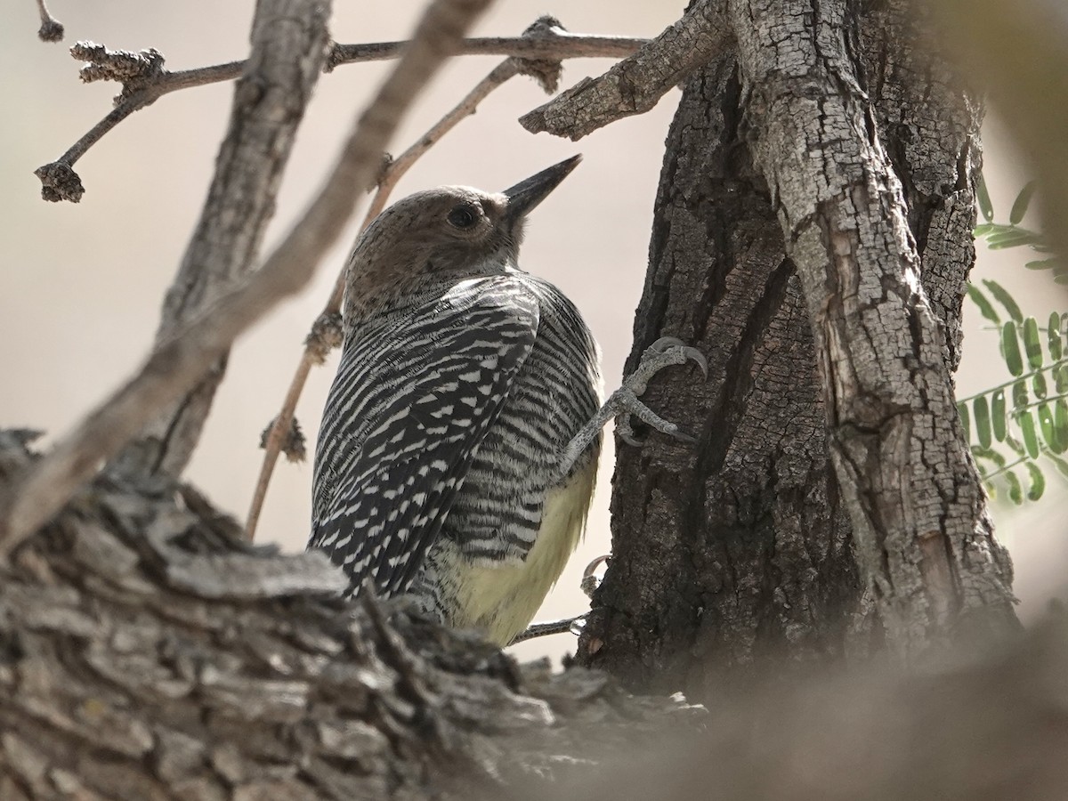 Williamson's Sapsucker - ML644631442