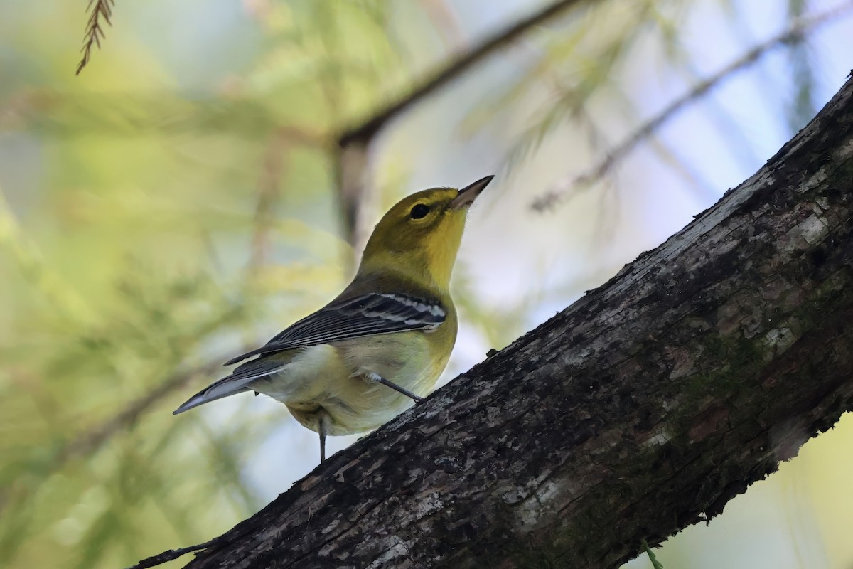 furuparula - ML644631443