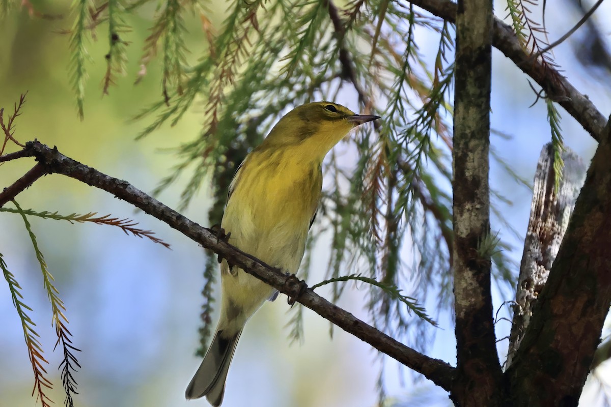 furuparula - ML644631448