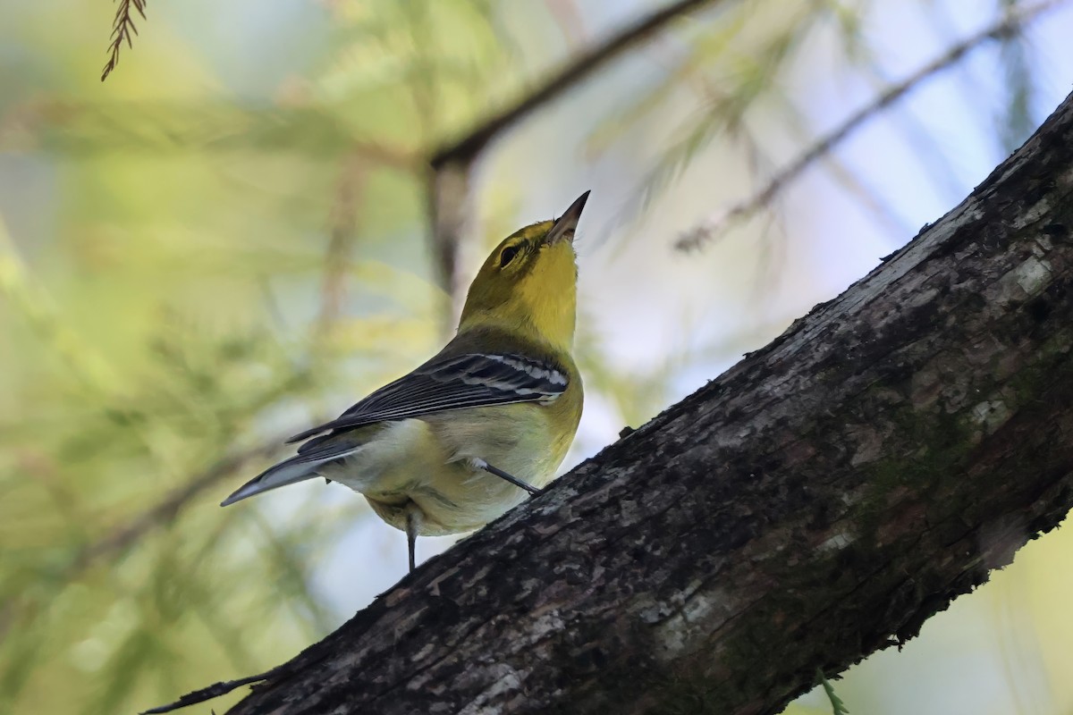 furuparula - ML644631451