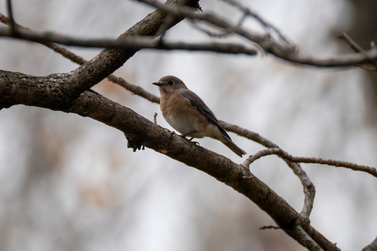 Eastern Bluebird - ML644631467