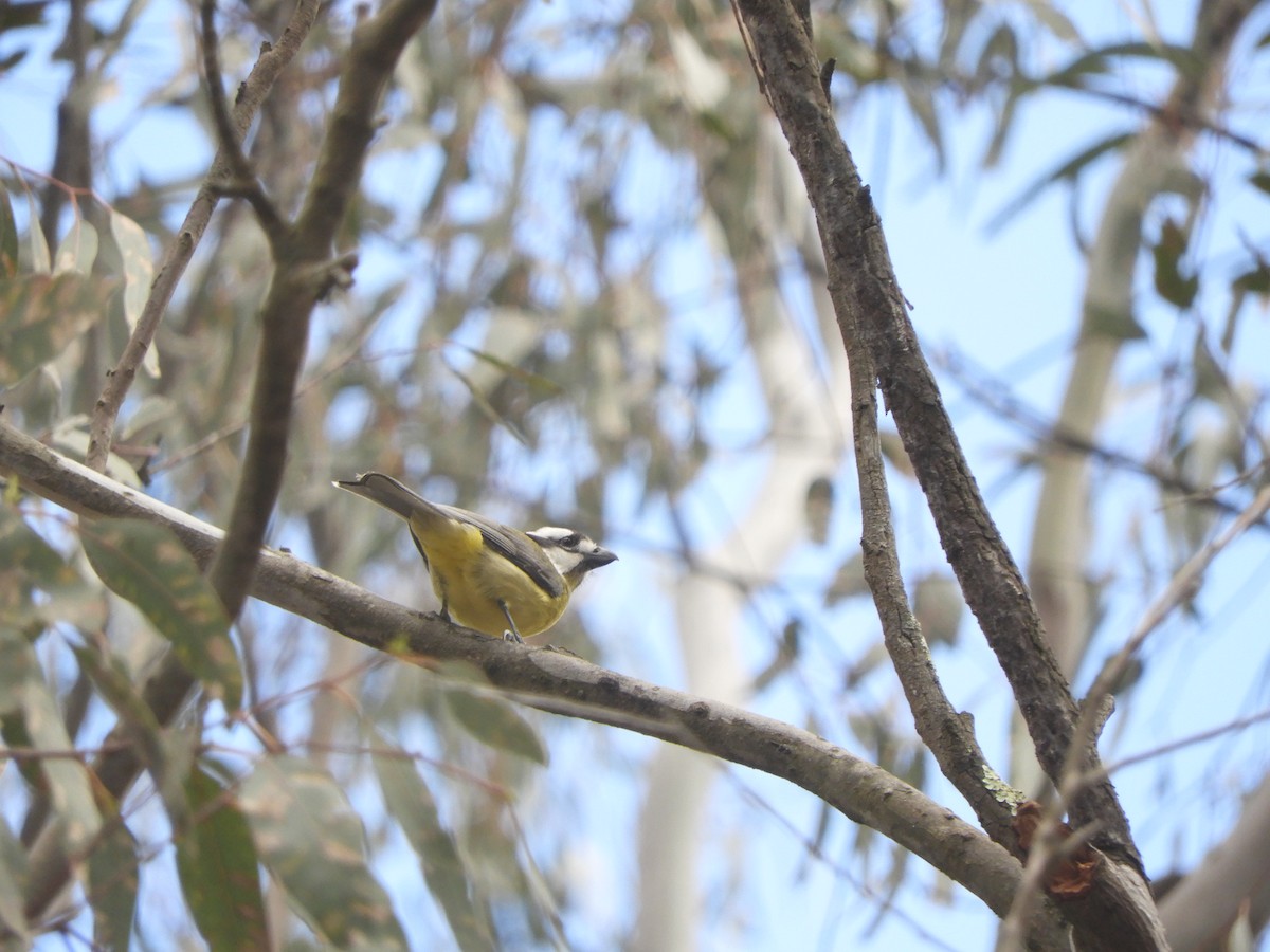 Eastern Shrike-tit - ML644631468