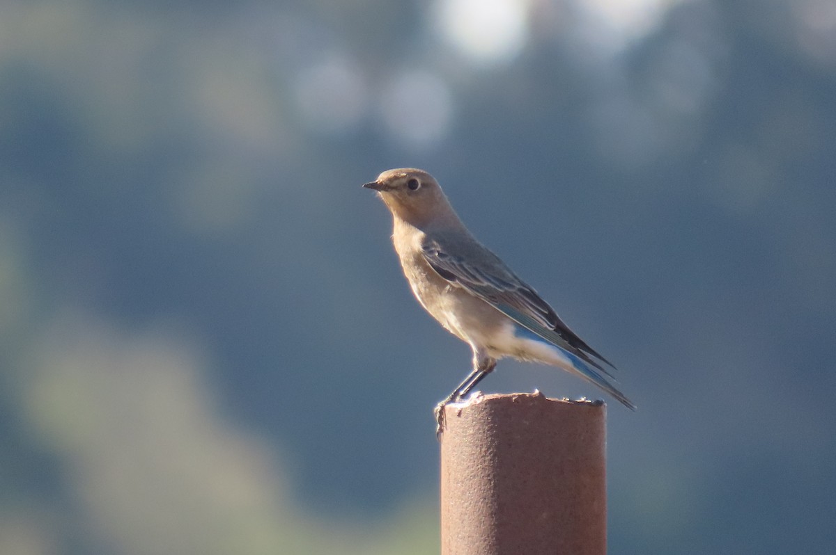 Mountain Bluebird - ML644631469