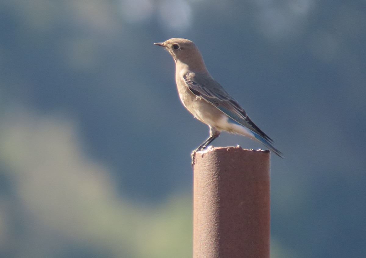 Mountain Bluebird - ML644631472