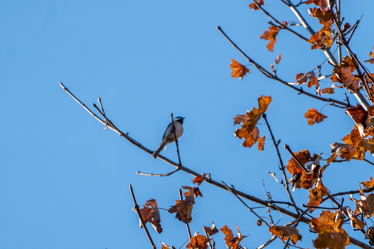 Carolina Chickadee - ML644631473