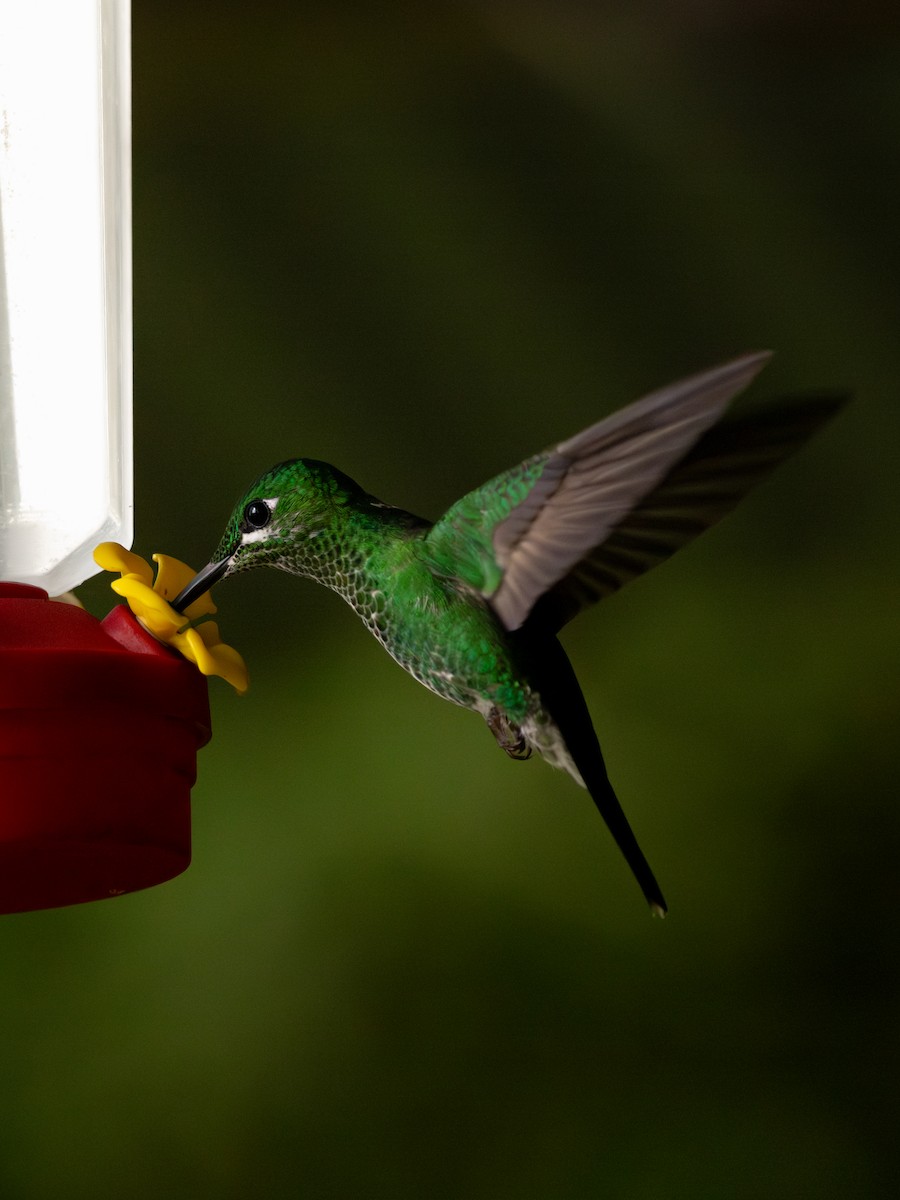 Колібрі-діамант колумбійський - ML644631475