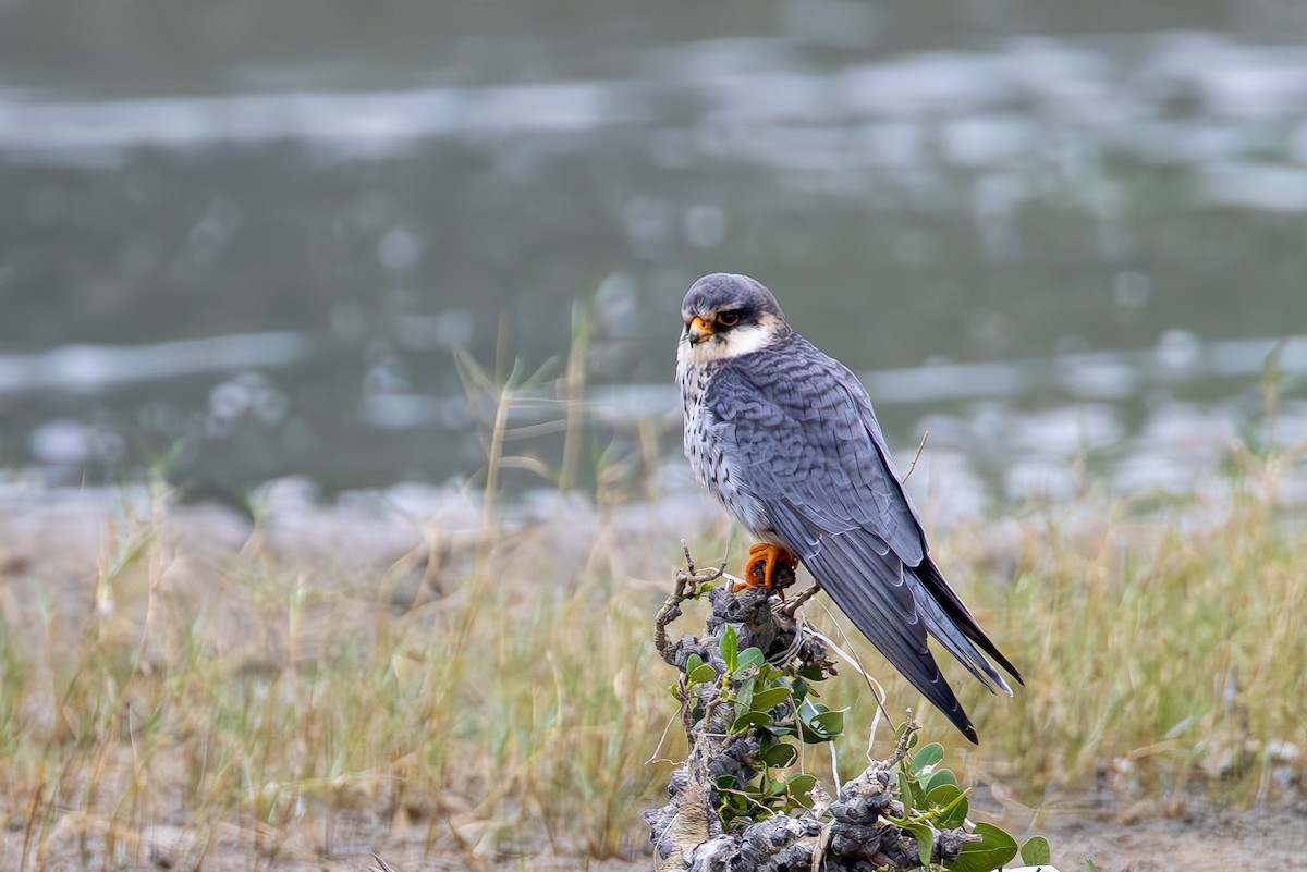 Amur Falcon - ML644631478
