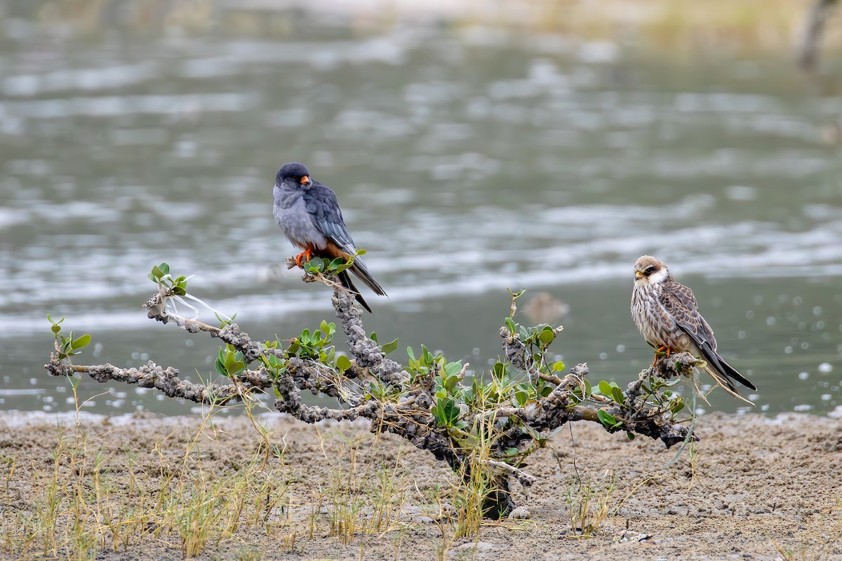 Amur Falcon - ML644631479