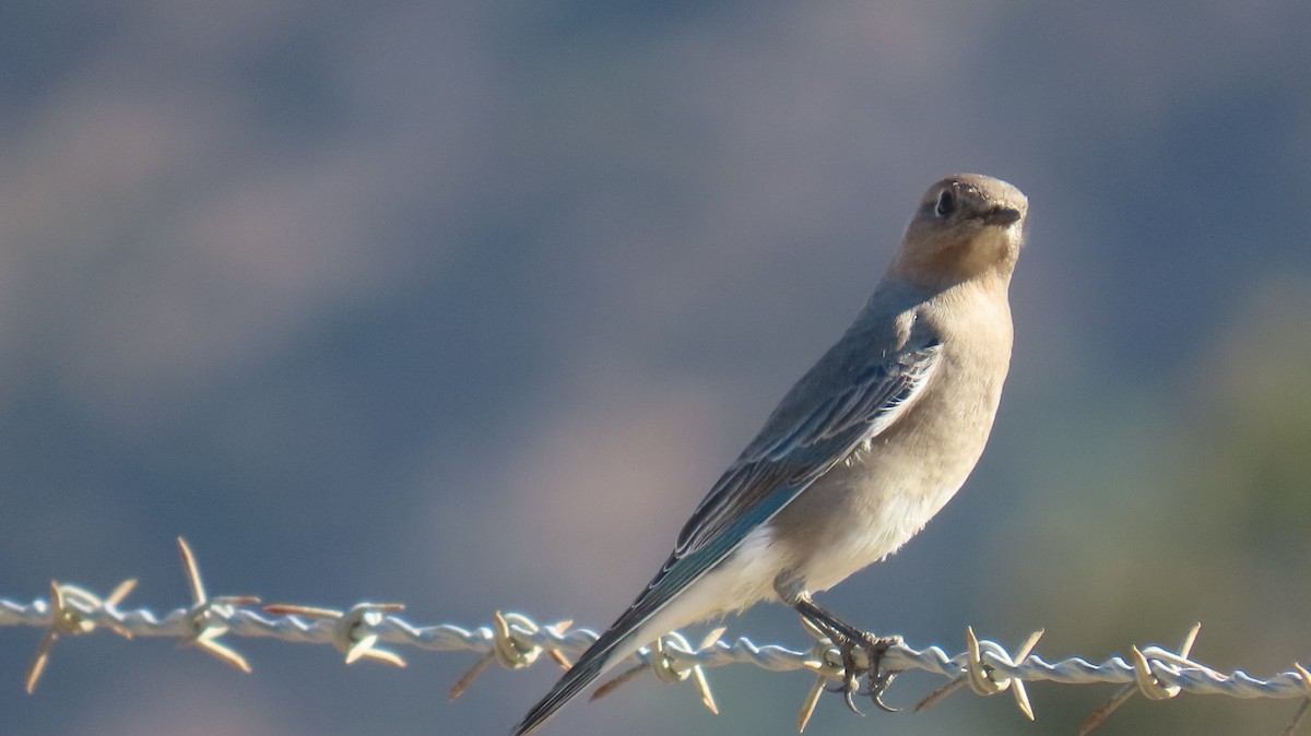 Mountain Bluebird - ML644631480