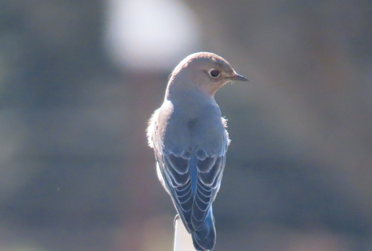 Mountain Bluebird - ML644631482