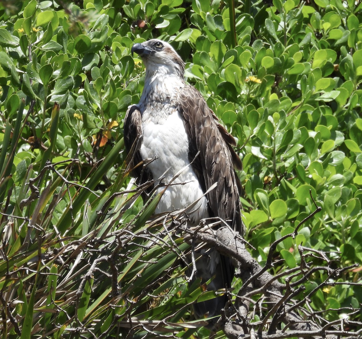Загасч явлаг - ML644631483