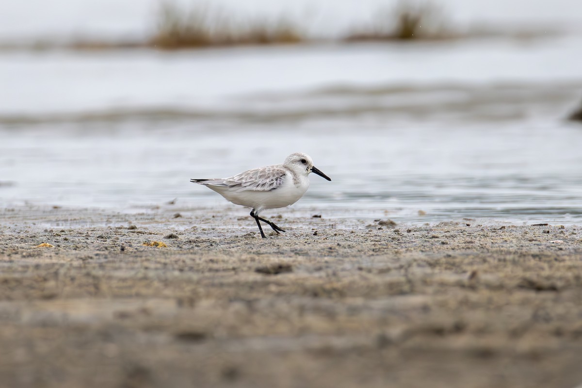 Sanderling - ML644631484