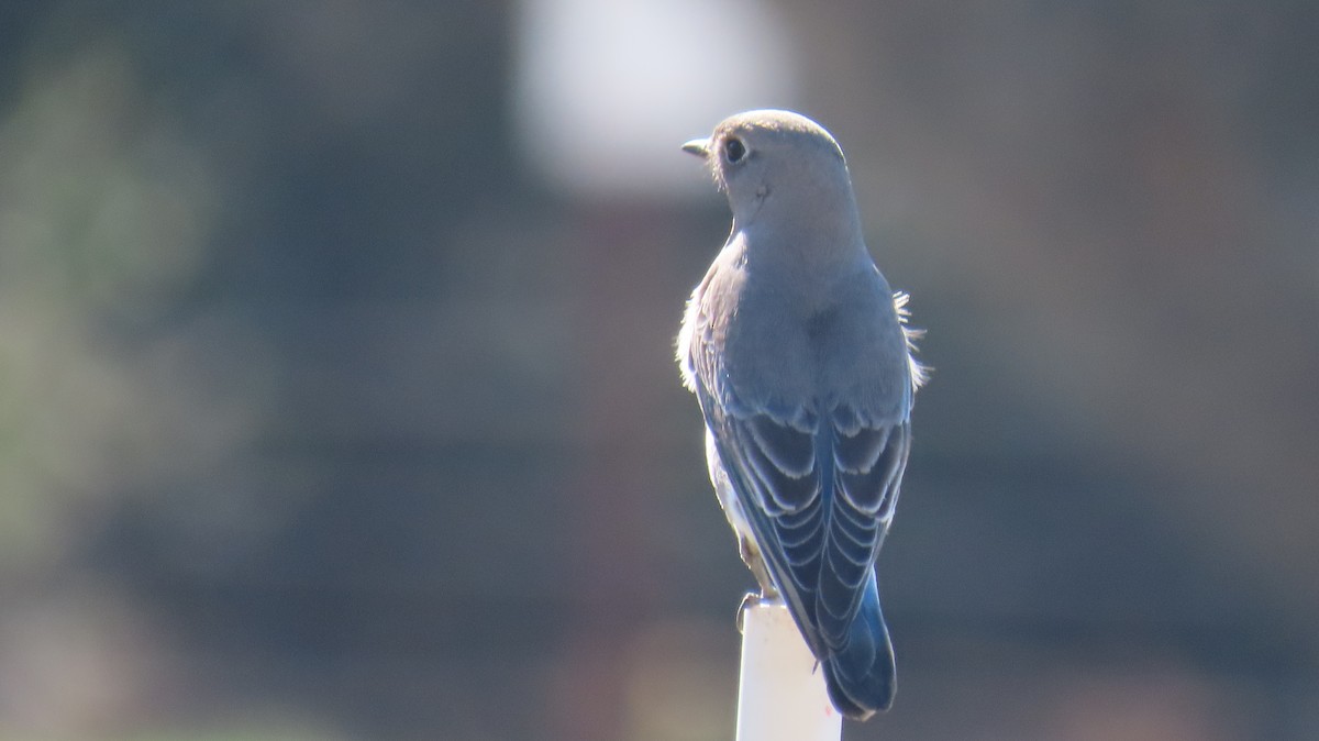 Mountain Bluebird - ML644631490