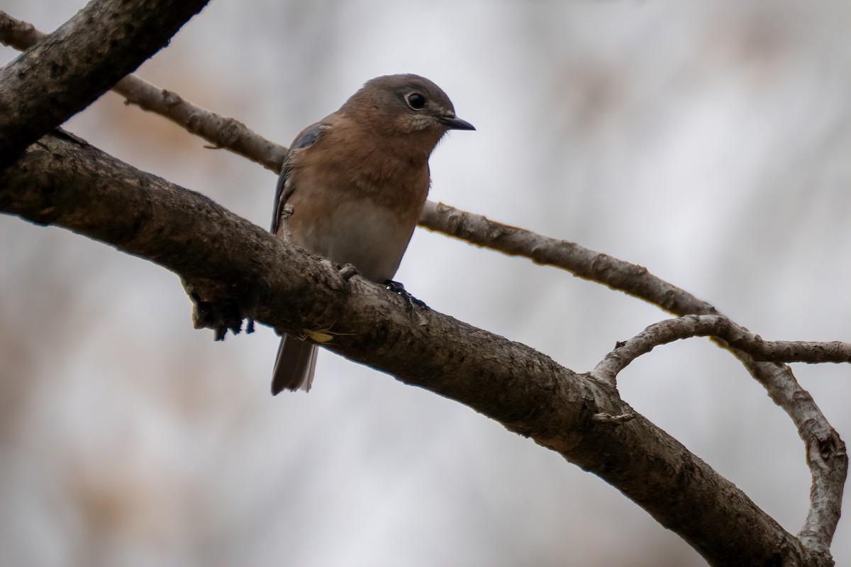Eastern Bluebird - ML644631503