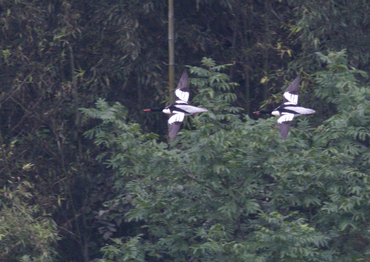 Scaly-sided Merganser - ML644631504