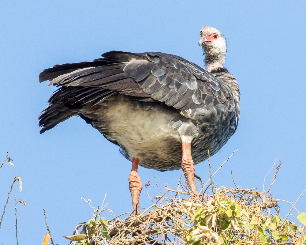 Southern Screamer - ML644631507