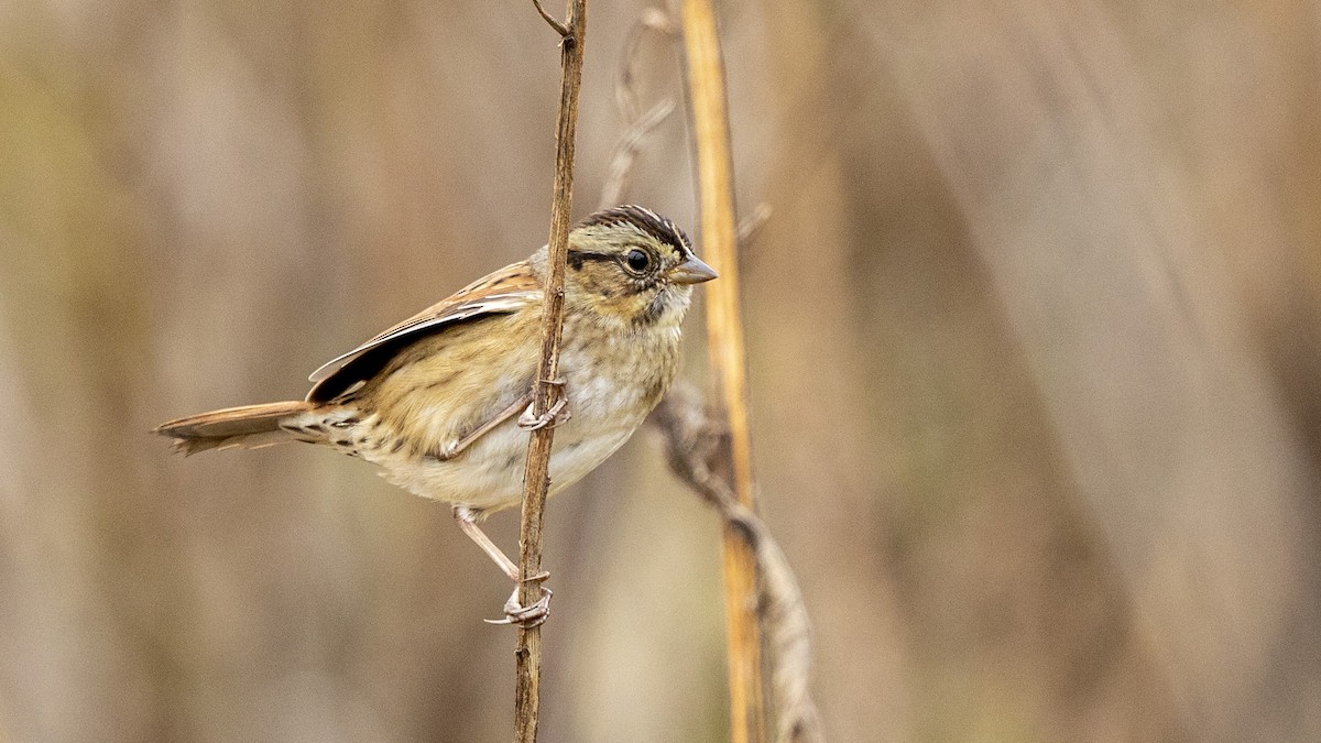 Swamp Sparrow - ML644631511