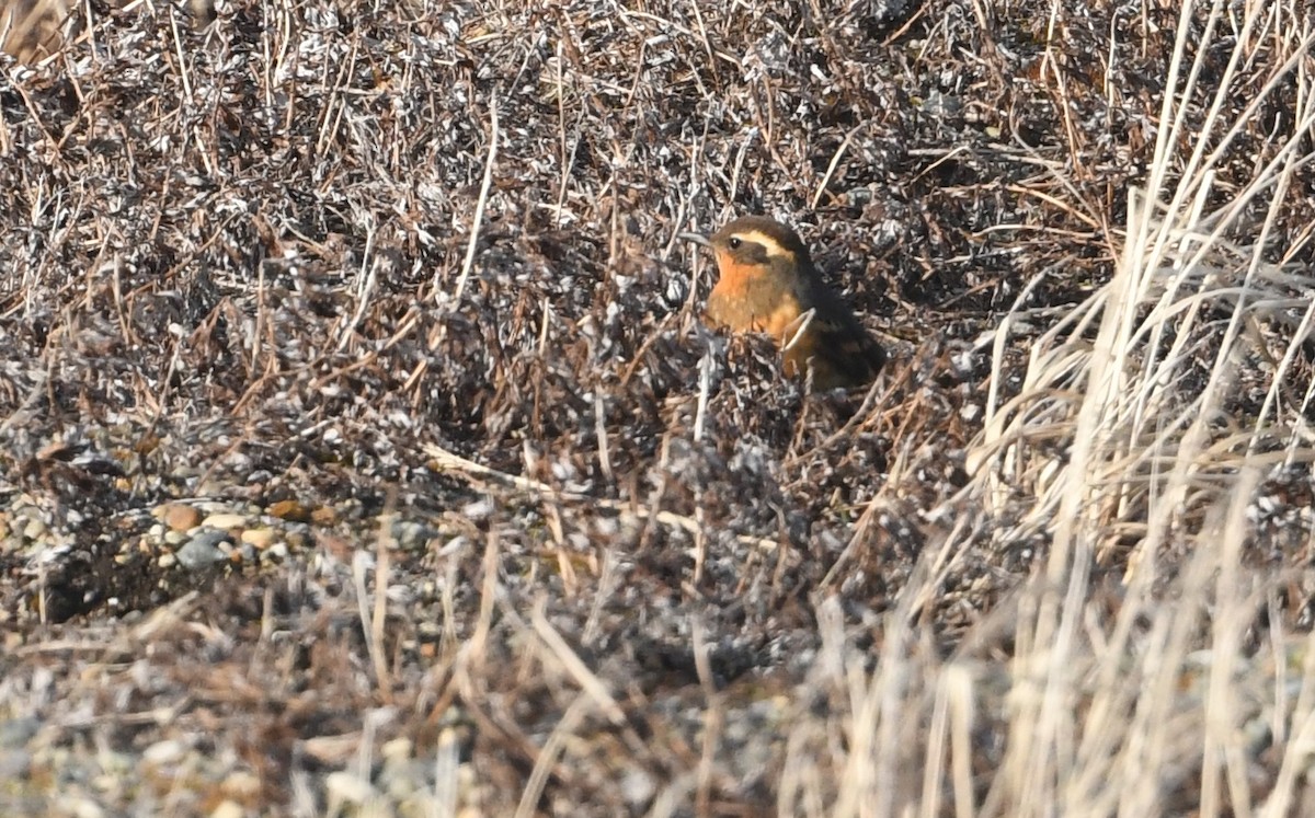Varied Thrush - ML644631512