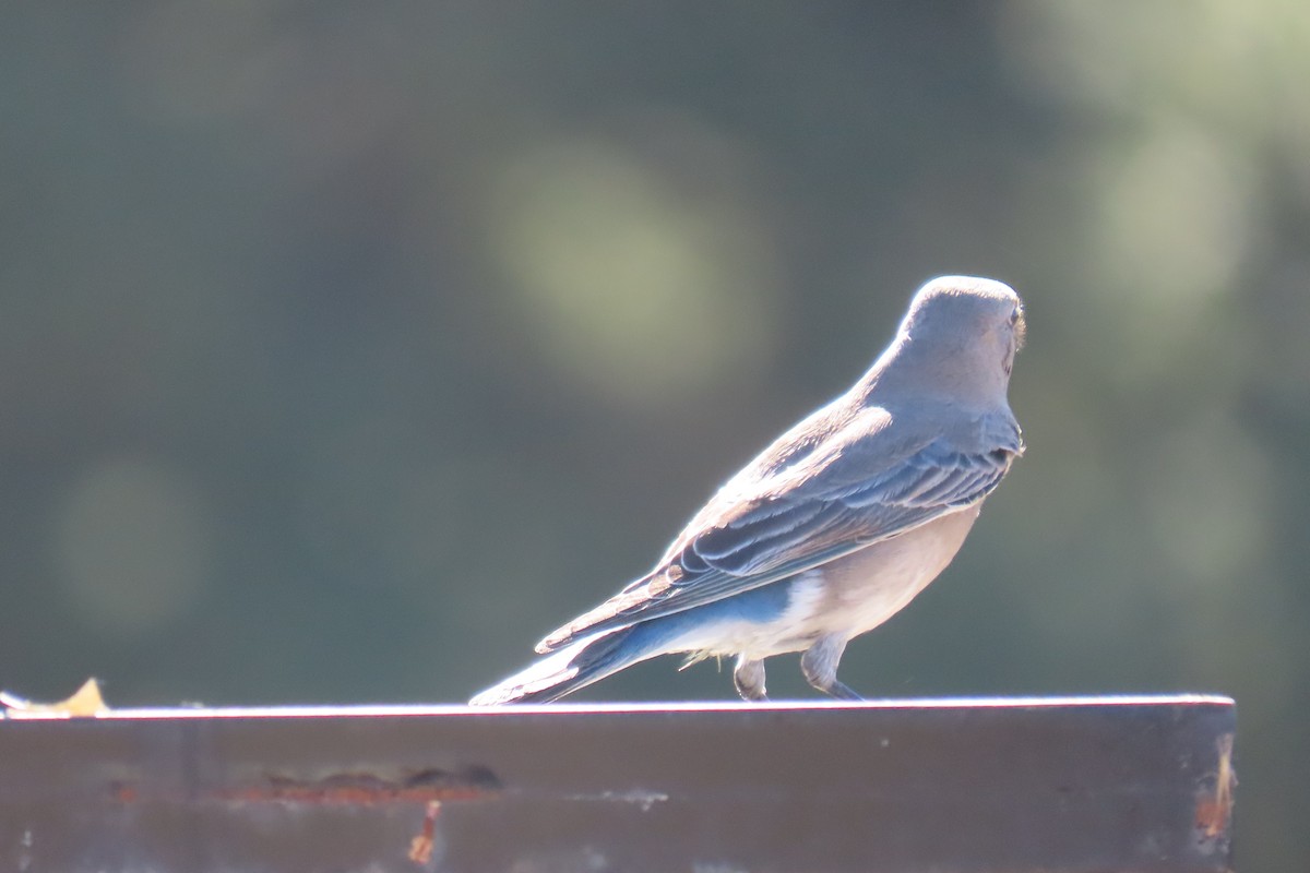 Mountain Bluebird - ML644631519