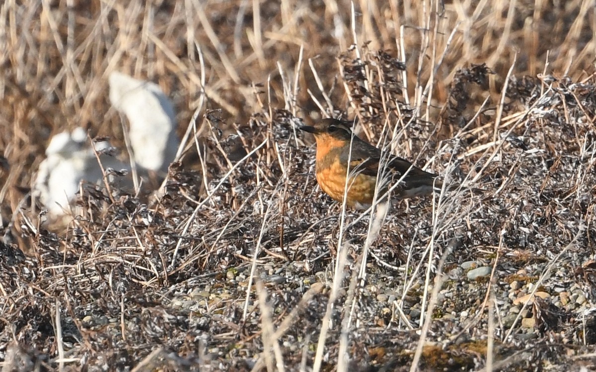 Varied Thrush - ML644631520