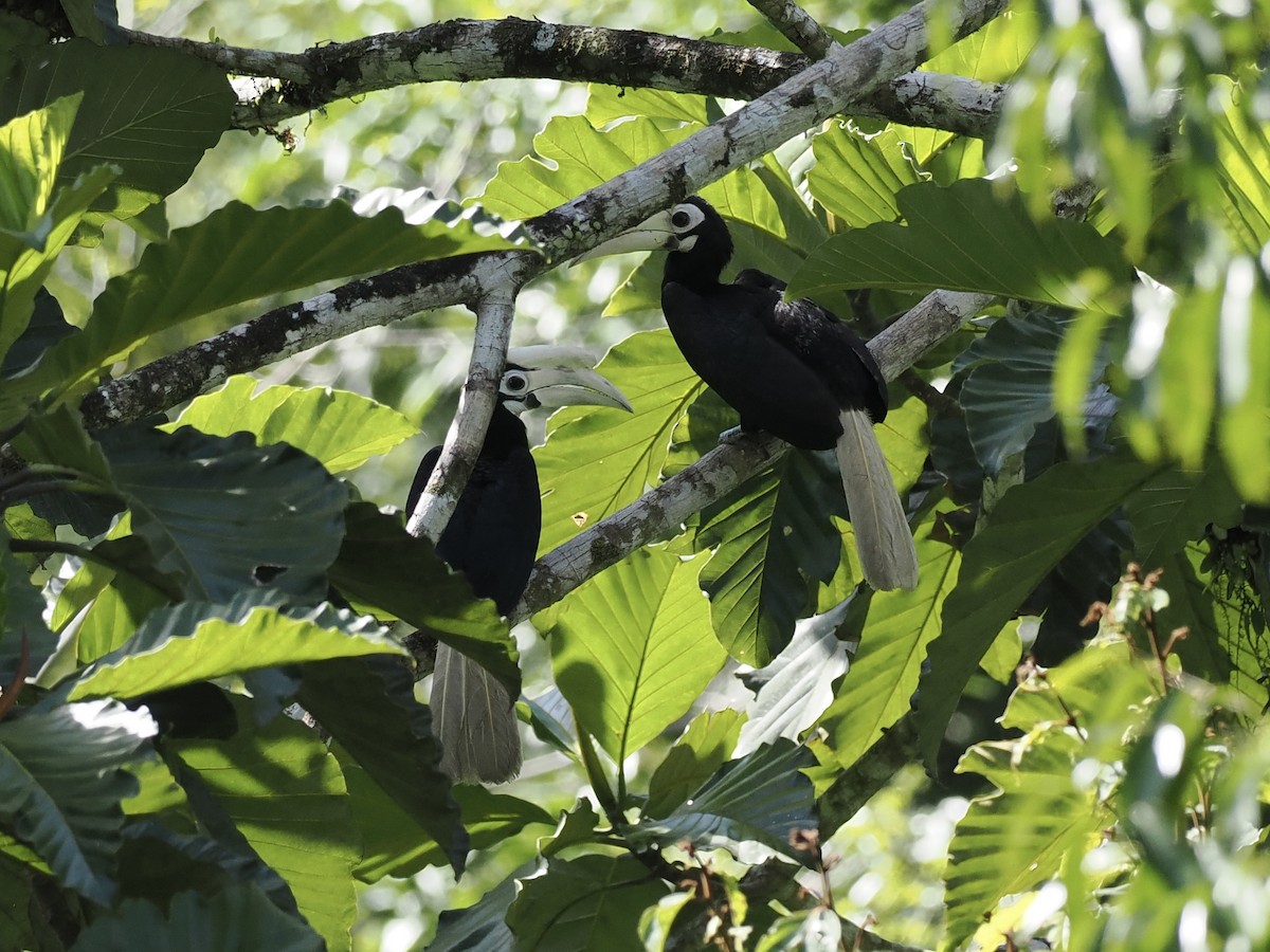 Palawan Hornbill - ML644631524