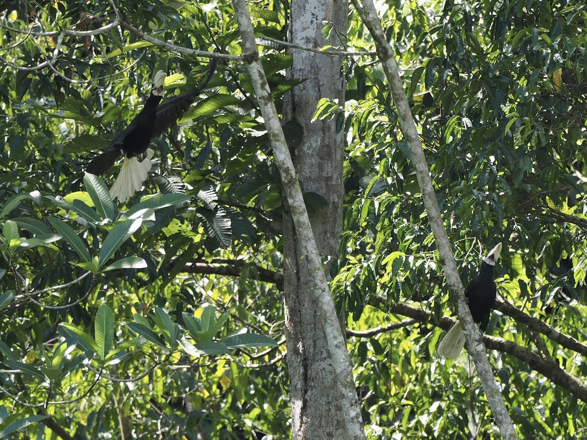 Palawan Hornbill - ML644631525