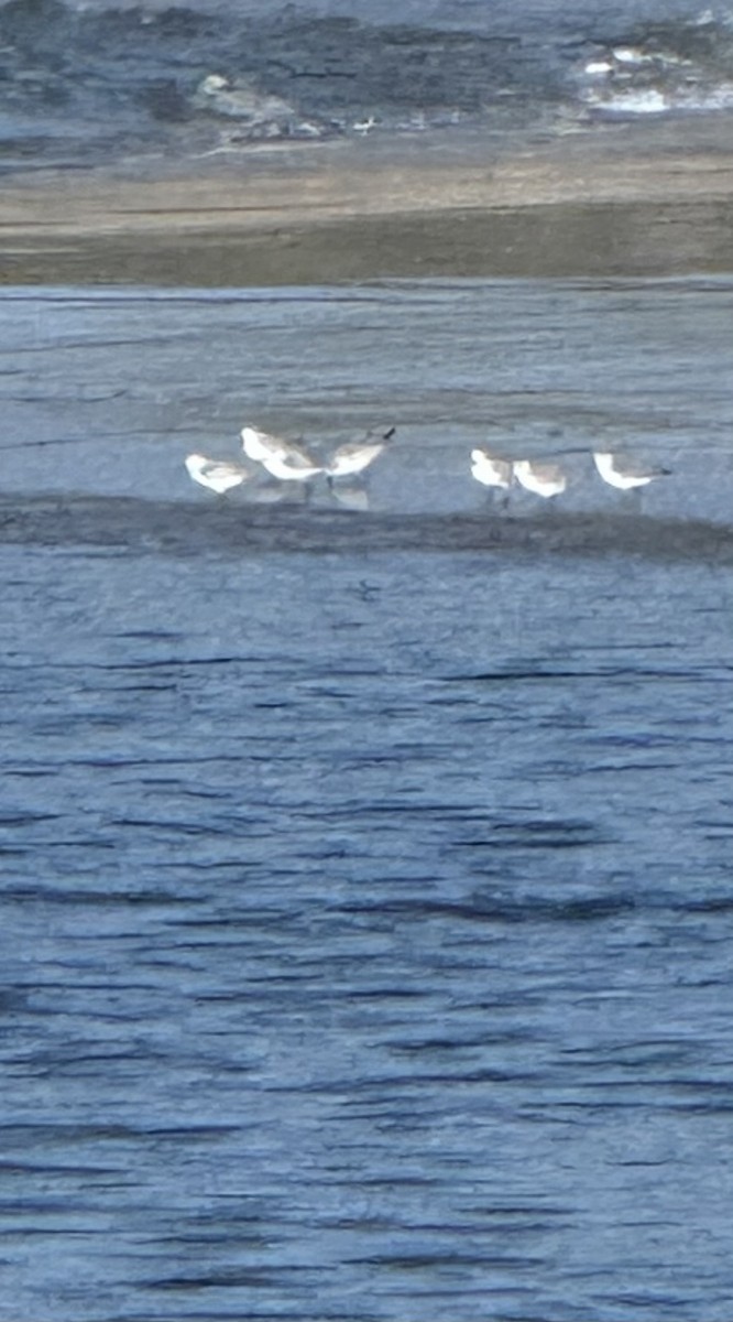 Sanderling - ML644631527