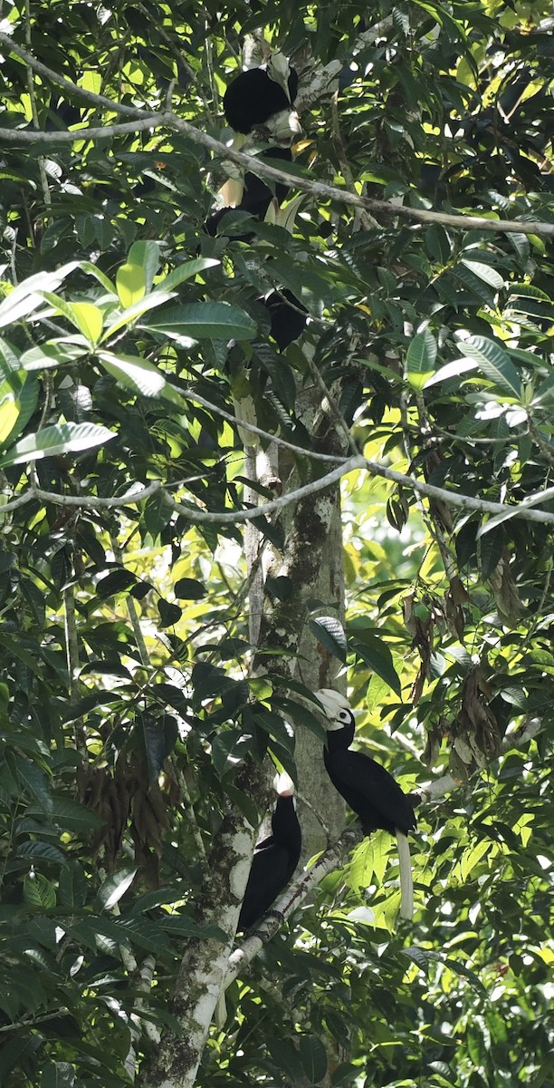 Palawan Hornbill - ML644631528