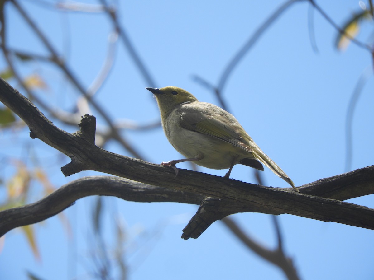 Медник блідий - ML644631529