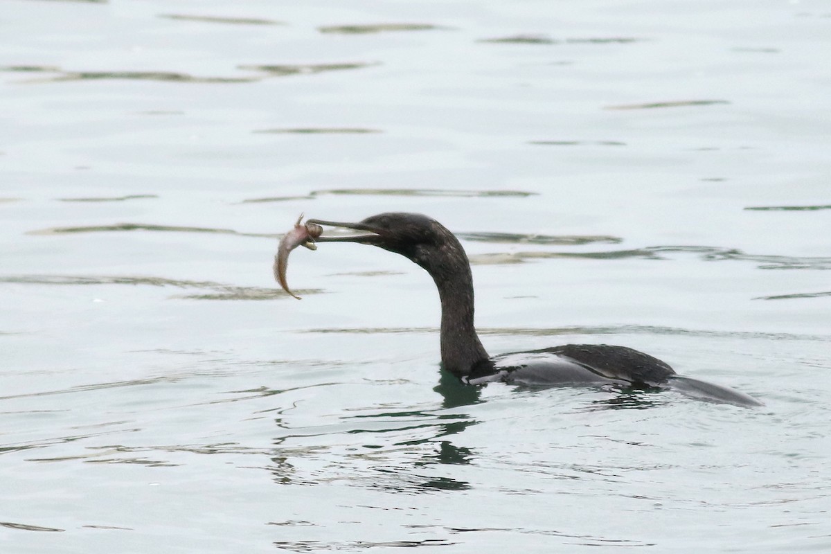 kormorán tichomořský - ML644631530