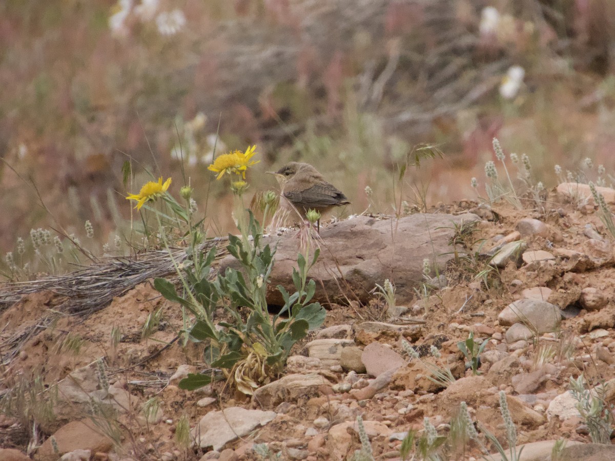 Northern House Wren - ML644631532