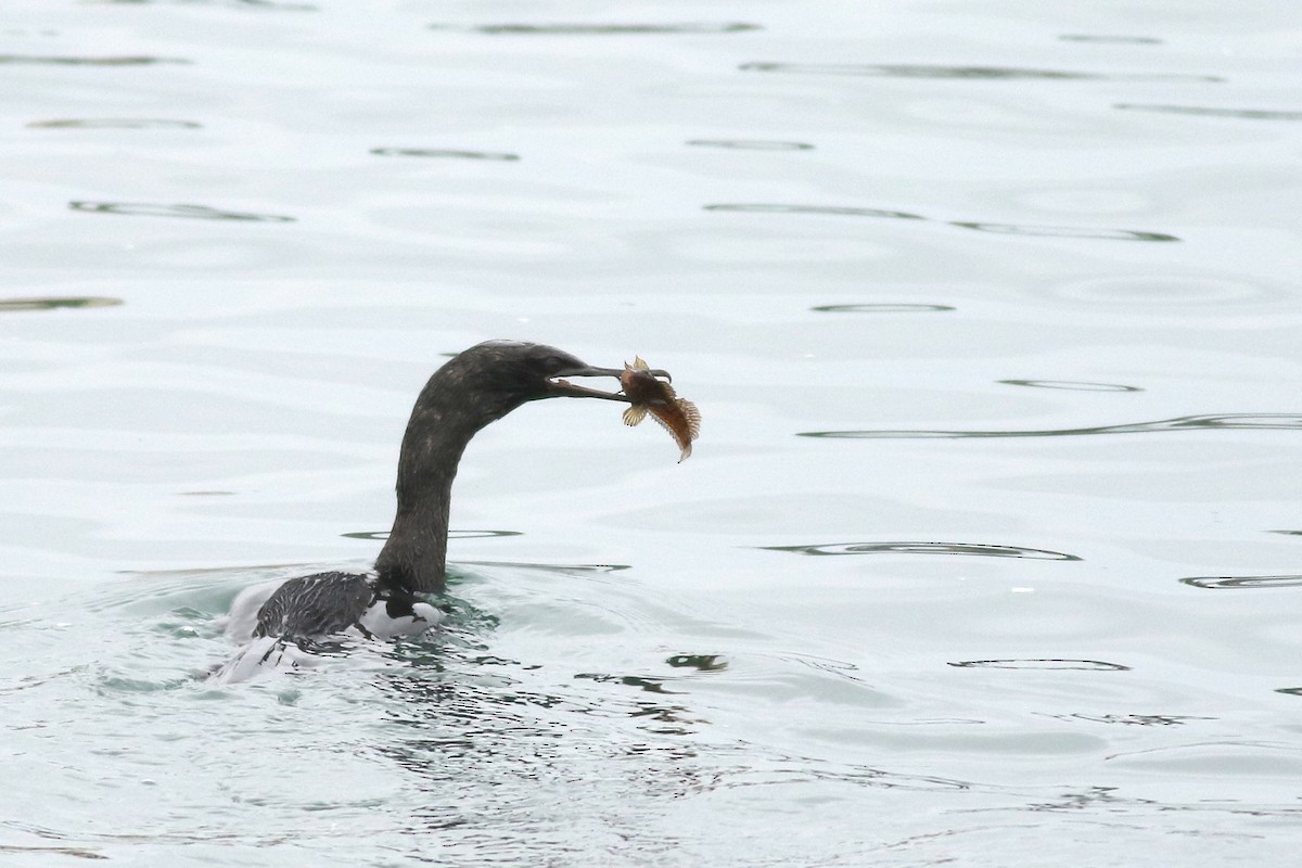 kormorán tichomořský - ML644631533