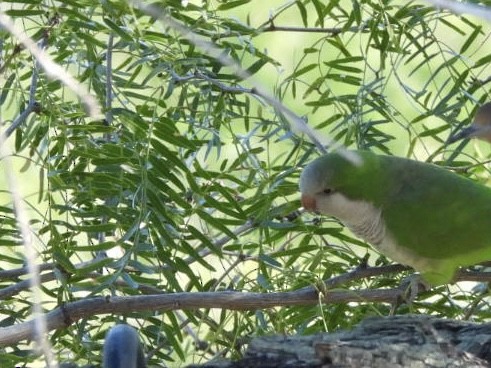 オキナインコ - ML644631541