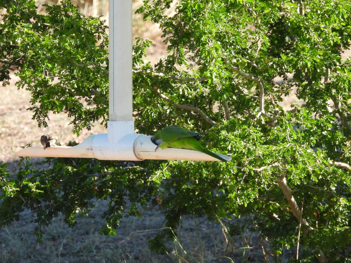 オキナインコ - ML644631542