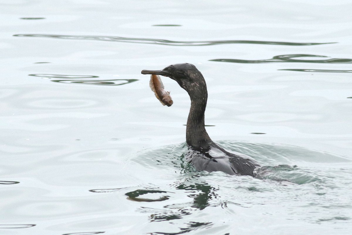 kormorán tichomořský - ML644631549