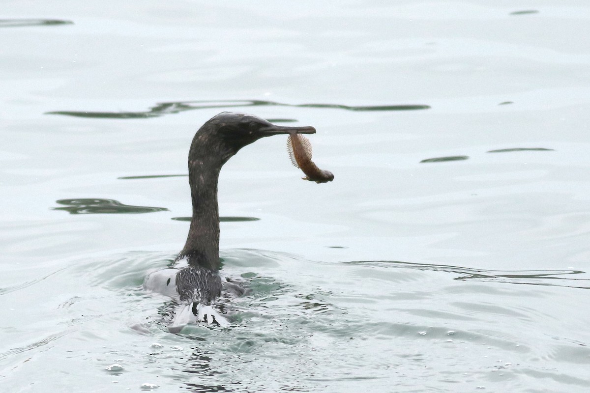 kormorán tichomořský - ML644631552