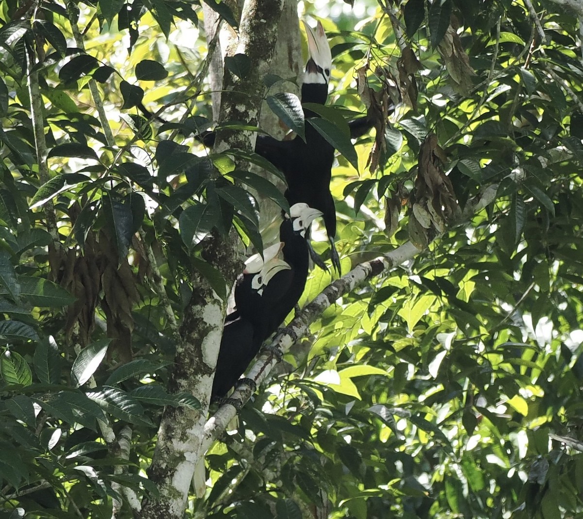 Птах-носоріг палаванський - ML644631553