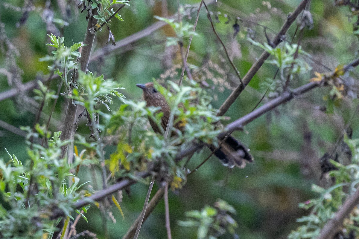 Braunhäherling - ML644631557