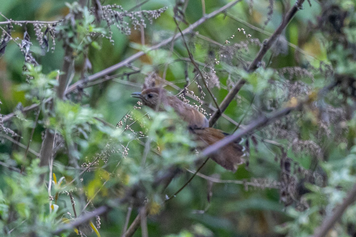 Braunhäherling - ML644631558