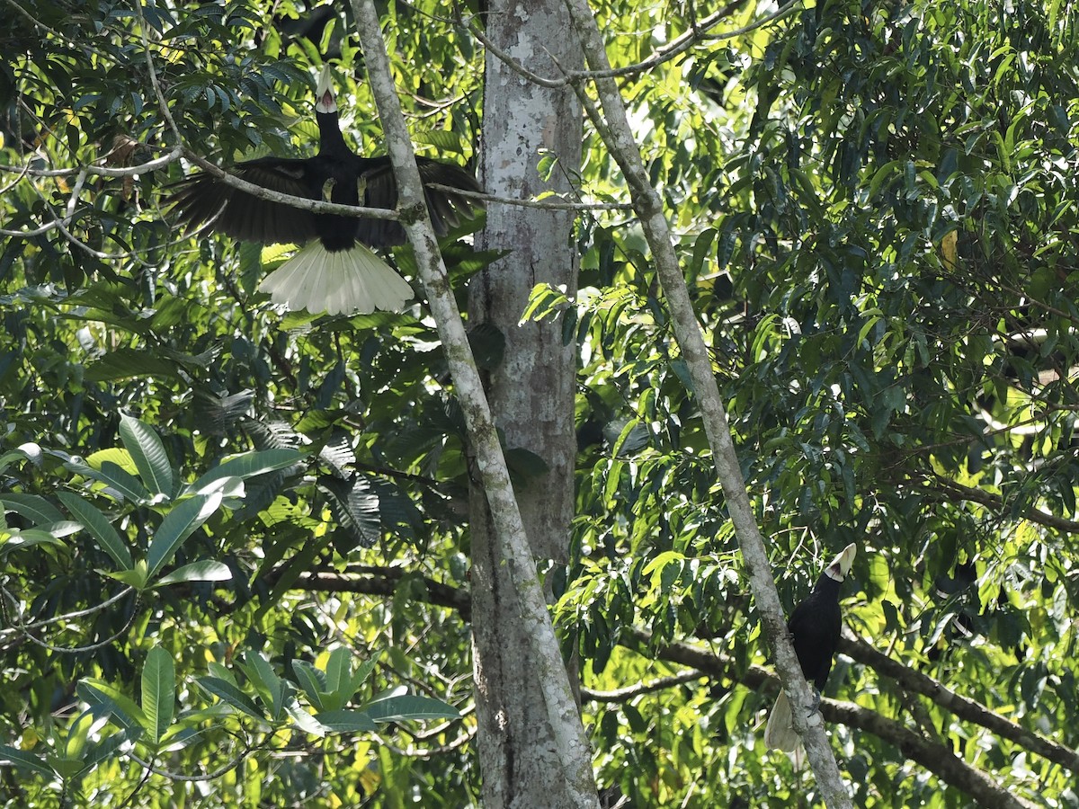 Птах-носоріг палаванський - ML644631560
