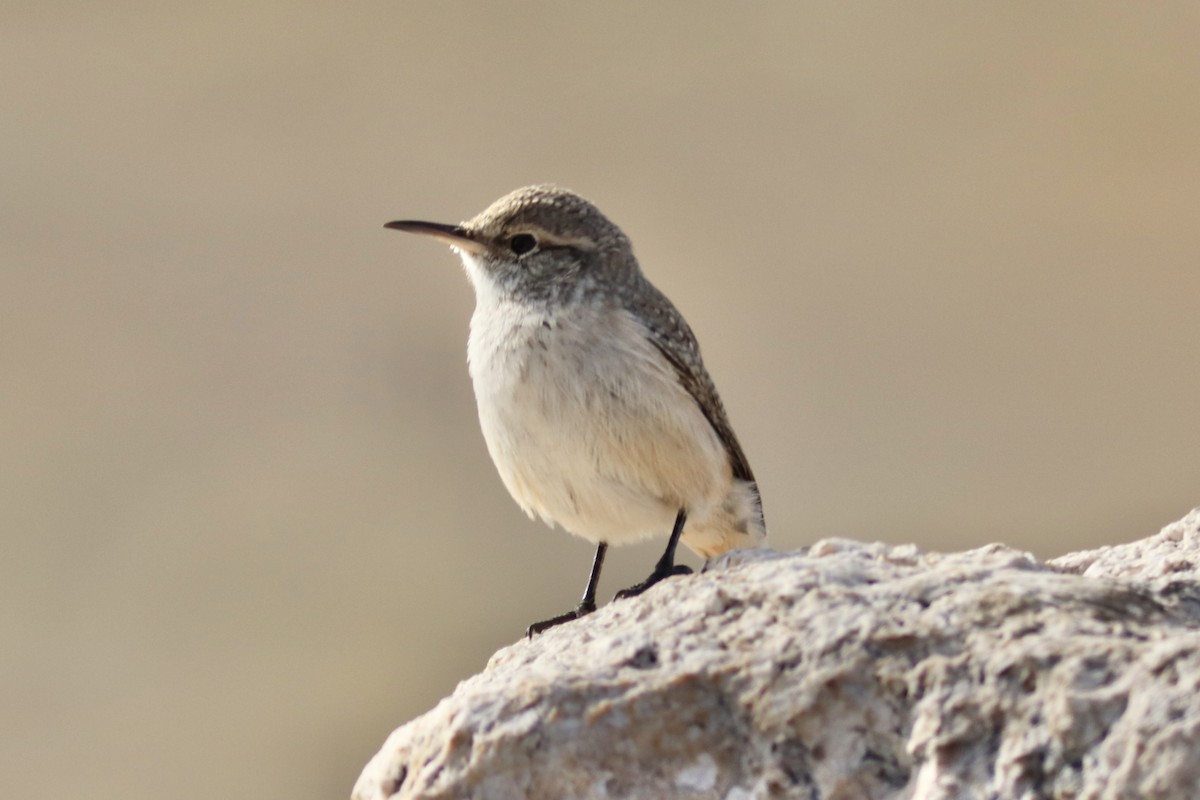 Rock Wren (Northern) - ML644631564