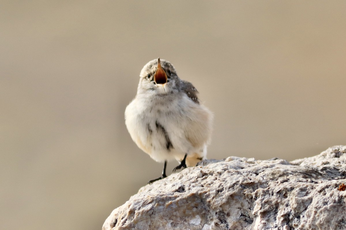 Rock Wren (Northern) - ML644631565
