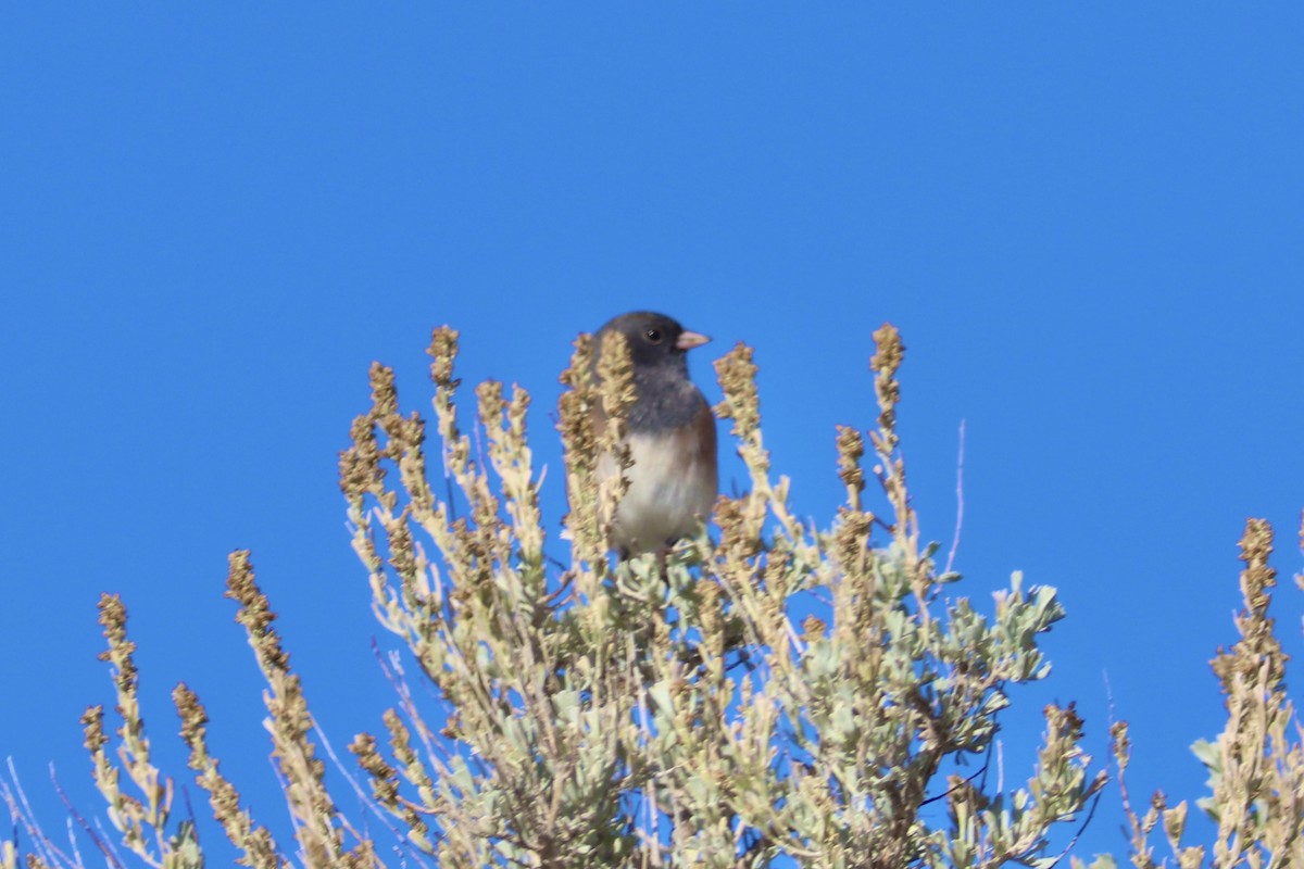 Dark-eyed Junco (Pink-sided) - ML644631569