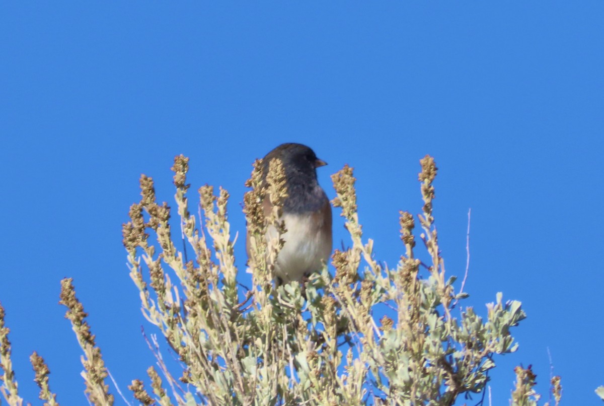 Dark-eyed Junco (Pink-sided) - ML644631570