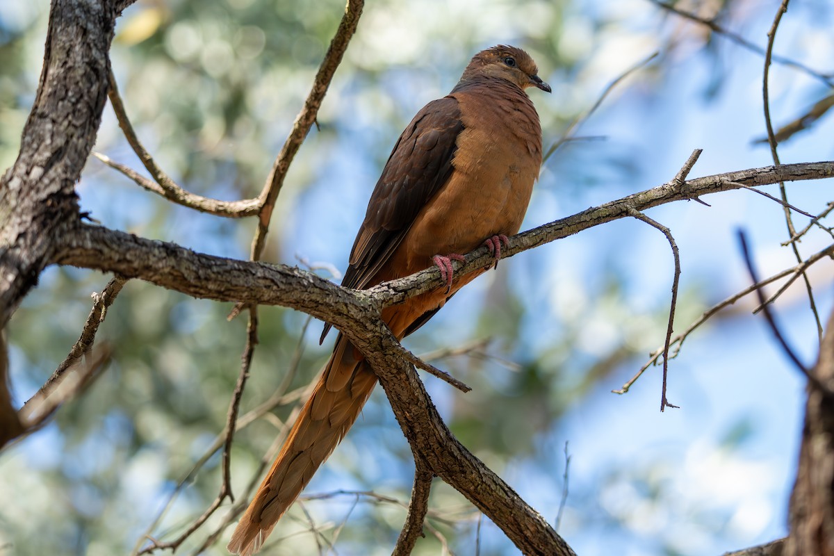 kanelgjøkdue - ML644631577