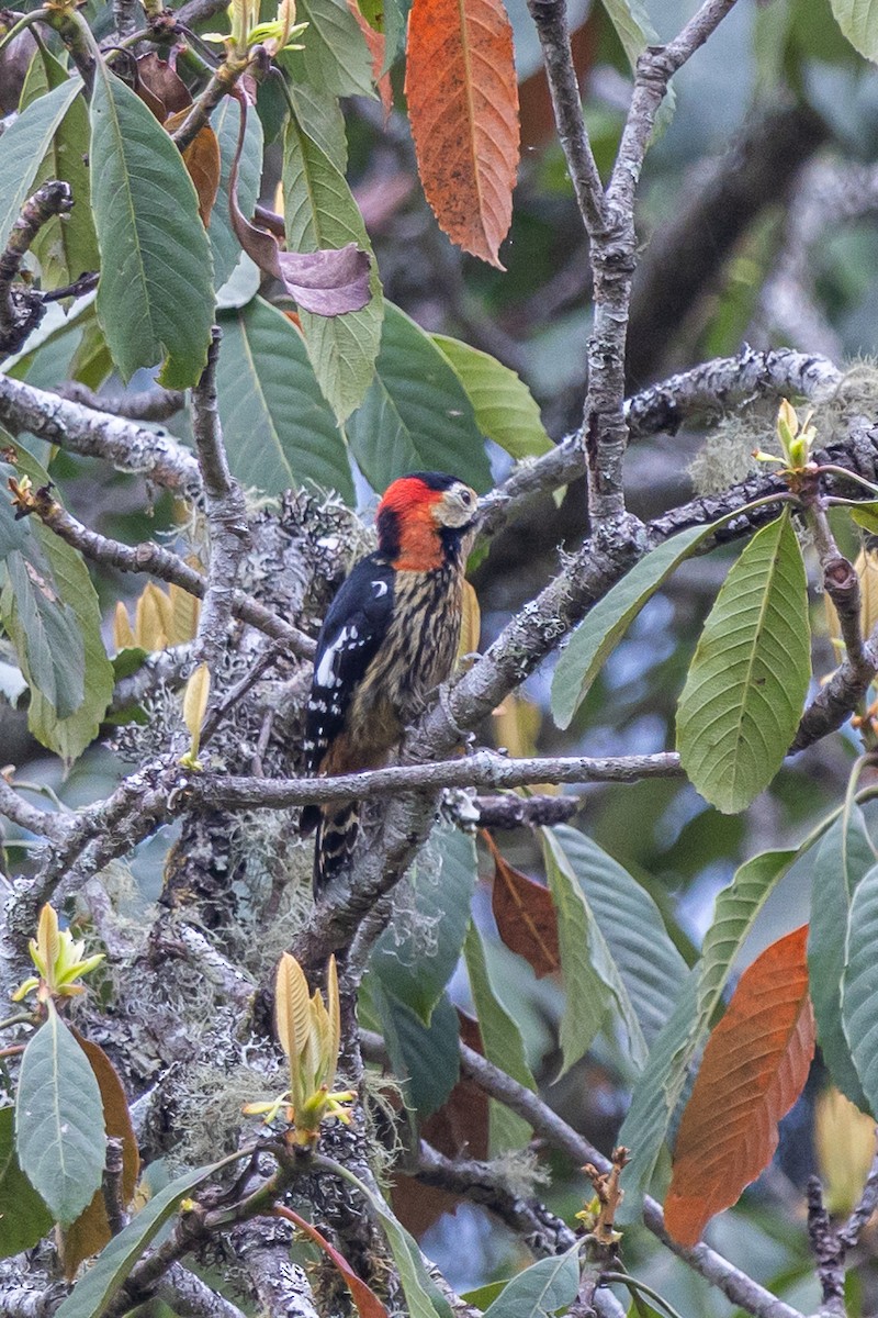 Scharlachbrustspecht - ML644631582