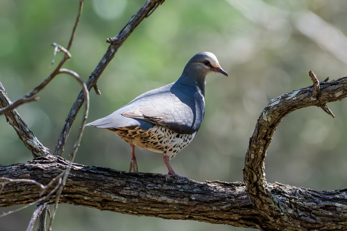 Wonga Pigeon - ML644631583