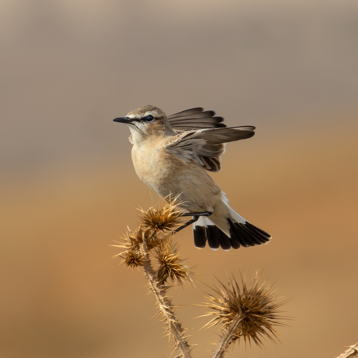 Isabellsteinschmätzer - ML644631587